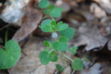 Veronica cfr. hederifolia